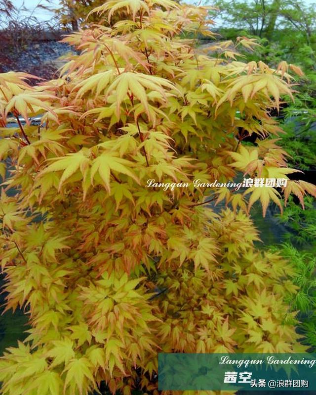 什么样的枫树填空。，什么的枫树填空词语二年级（增添了花园四季色彩之美）