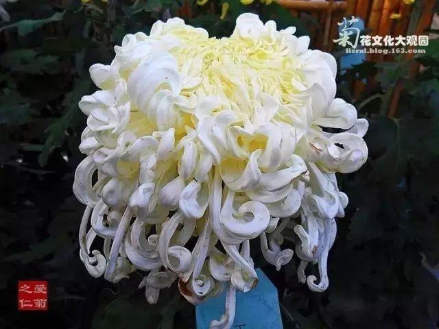 世界最美菊花80种太美了，金秋十月赏菊花——世界最美菊花80种送给您