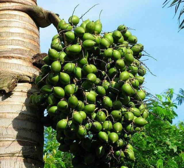 此植物的果实危害大，槟榔果怎么吃