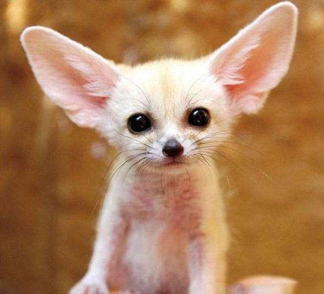 最牛网名独一无二，独一无二的网名440个（罕见的稀有宠物名字独一无二-可爱点）