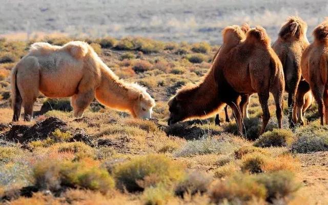 驼色是什么颜色，驼色大衣内搭什么颜色（请不要放过“驼色”）