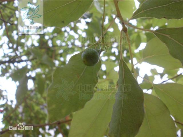 如何使肉桂叶油绿，肉桂黄叶怎么办（国家重点保护野生植物-卵叶桂）