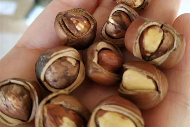 澳洲坚果，已有3000多年历史（澳洲坚果多少钱一斤）