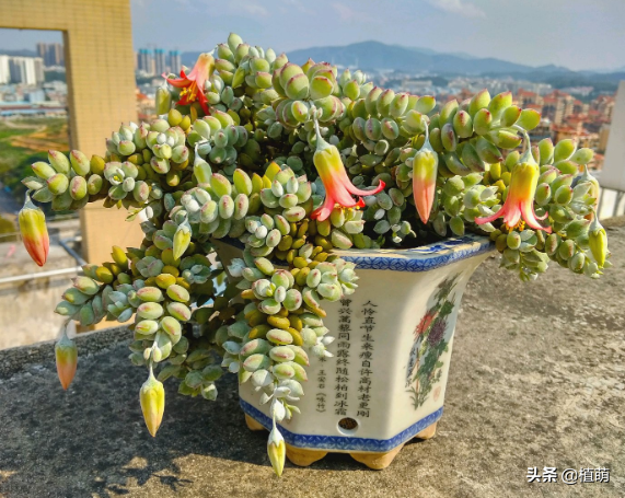 达摩福娘怎么才能开花，养了1年的达摩福娘