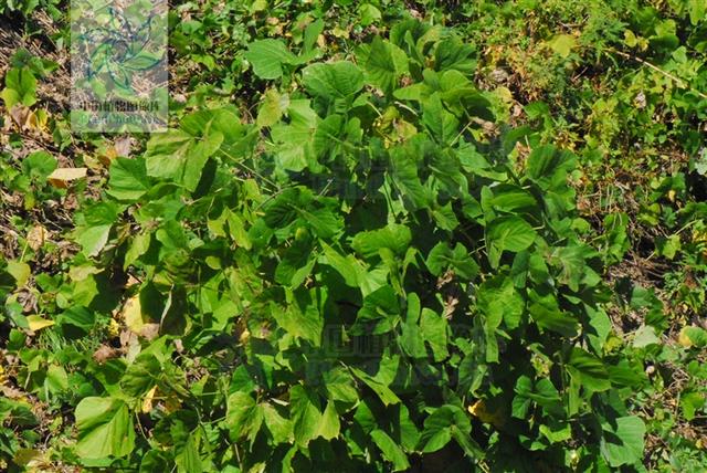 本草图经作者是谁，《本草图经》的作者（芎藭 蘼蕪 藁本）