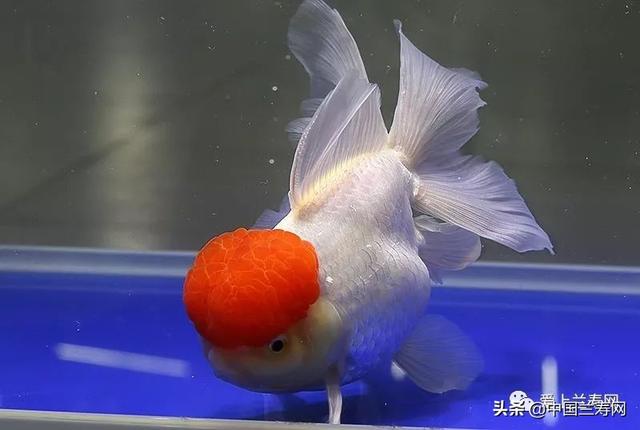 鹤顶红金鱼的简介-鹤顶红金鱼的外形特征,小金鱼鹤顶红(<大赛获奖
