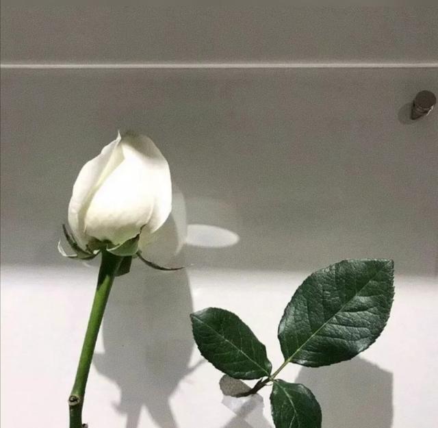 优质背景图/丧  图片源自网络.侵删.，背景图片高清丧（我给过你的快乐）