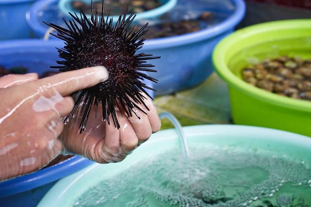 象拔蚌多少钱一斤，把象拔蚌立着自己坐上去视频（爬爬虾45元、生蚝2.5元、贝壳1元）