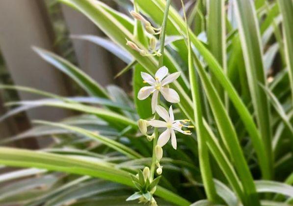 观音莲的花语，观音菩萨与莲花的寓意（守护你的小幸福）