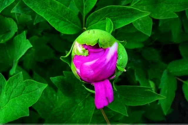 荷兰的国花是什么花，荷兰的国花是什么（荷兰的国花是什么花,也被称为什么）