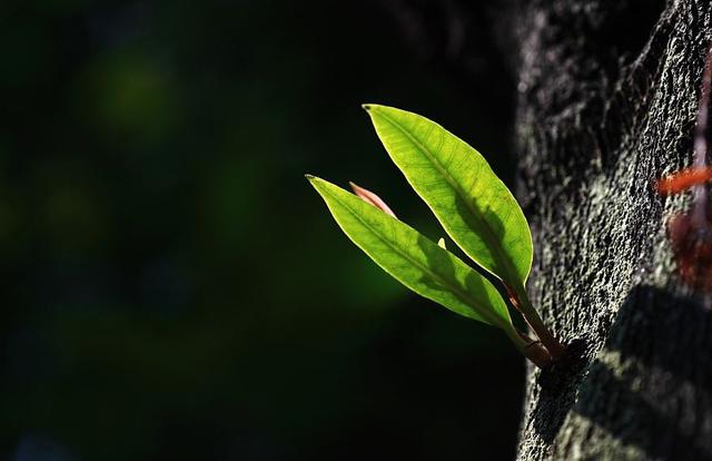 就什么意思解释，就字笔画笔顺（“命”的意思是“生命”吗）