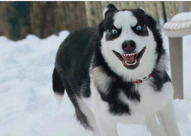 小哈士奇，家里养一只“哈士奇”（哈士奇幼犬拉稀怎么办）