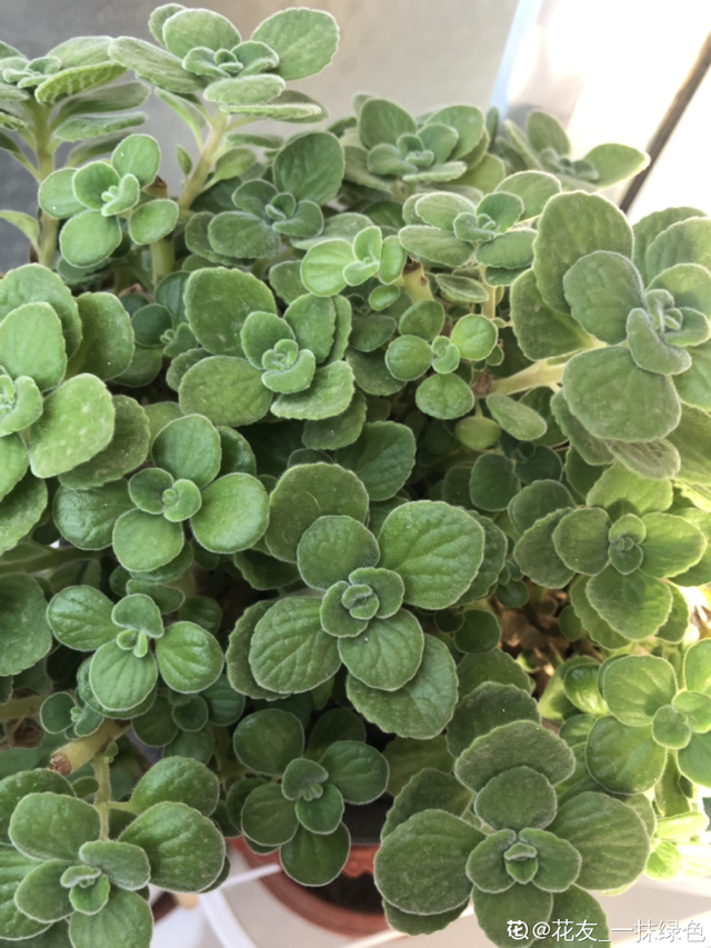 香草兰花怎么养，香兰草怎么种植（屋里养盆“香水花”）