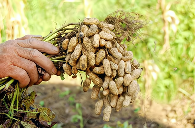 花生成熟的季节是几月，花生收获季节几月份（如何判断最佳收获期）