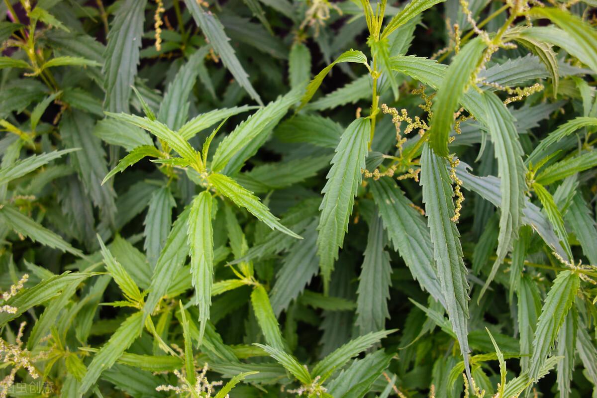 本草纲目草药图片大全,一味长满刺的草药——荨麻