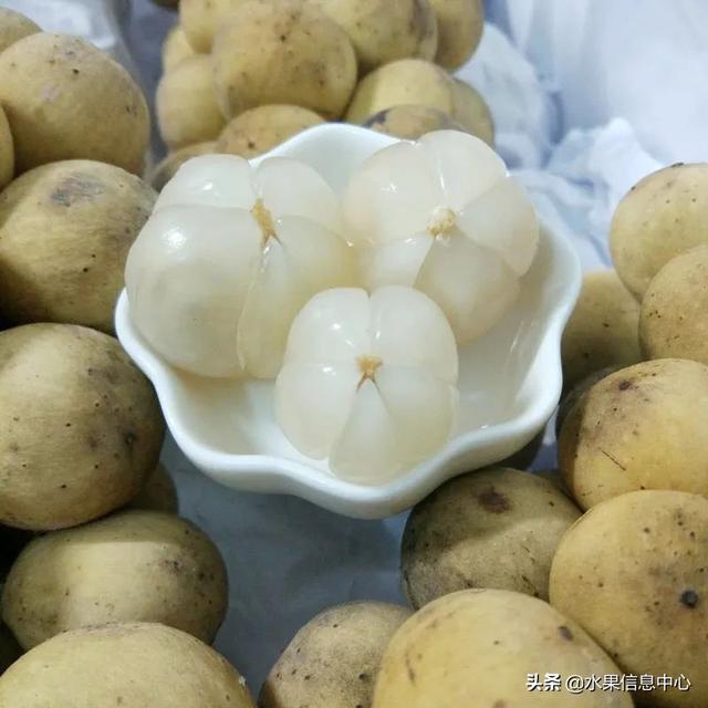 醋柳果的功效与作用，醋柳果的功效与作用及禁忌（国内有哪些小众特色水果）