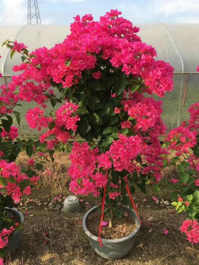三角梅花期，三角梅花期如何浇水施肥（勤花程度第1名的三角梅）