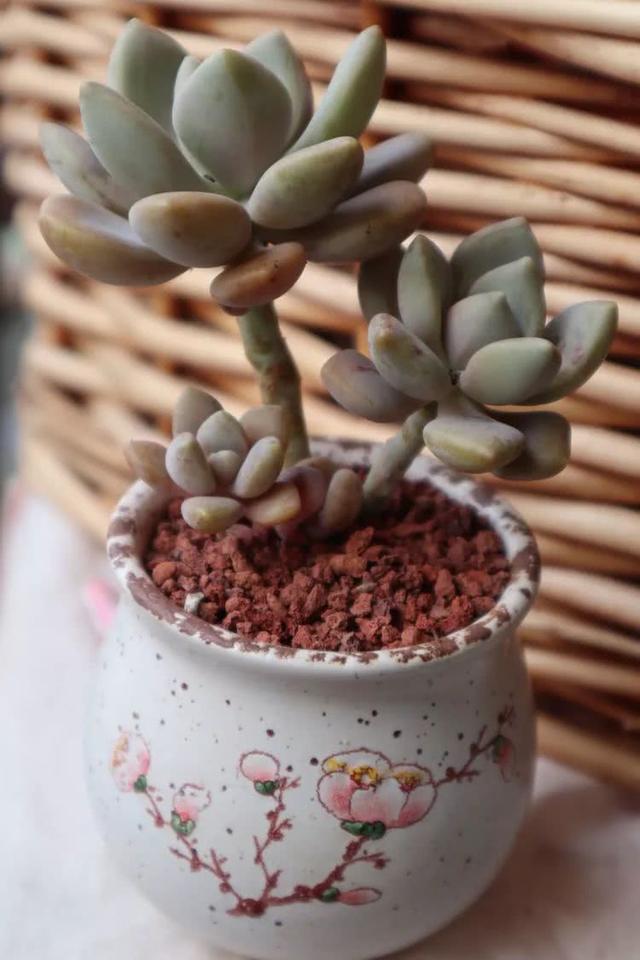 丸叶松绿怎么养，丸叶松绿的叶子可用来繁殖吗（养多肉，记名字，预防老年痴呆）