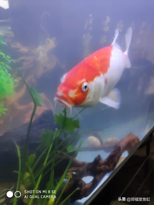 养锦鲤要注意些什么问题，锦鲤养殖的方法与技巧（养锦鲤应该注意哪些）