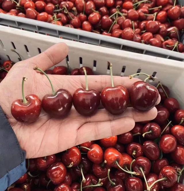 车厘子存储方式，车厘子保存方法和温度（智利车厘子用什么炼了“不坏金身”）