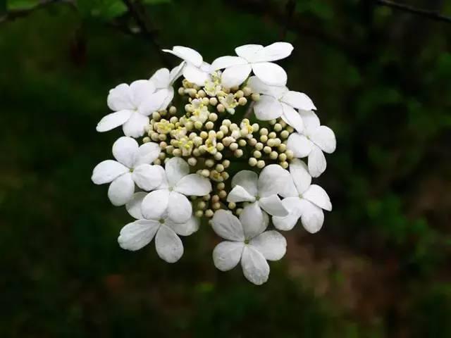 六月份开的花有哪些，一年四季都开的花有哪些（100种花开时间表）