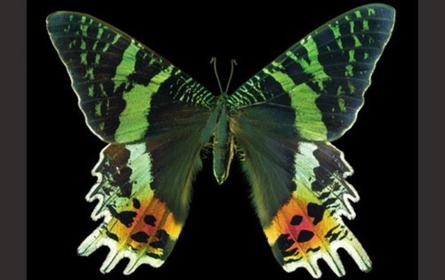蝴蝶相关介绍，蝴蝶几条腿（世界上最美丽的八种蝴蝶）