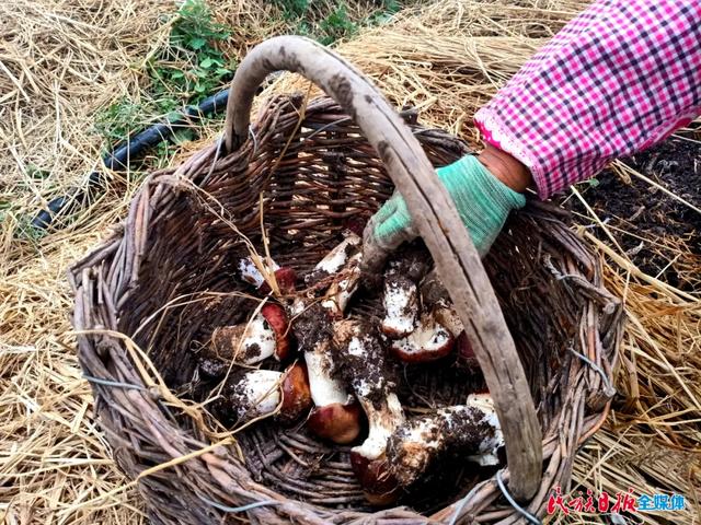 赤松茸是不是松茸，赤松茸的种植栽培技术（黑土地里种出软“黄金”）