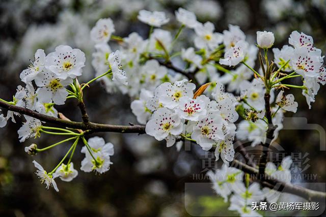 梨花是什么颜色的，梨花是什么颜色（冰清多姿的花朵芳香四溢）