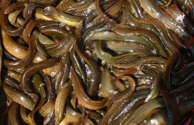 泥鳅的营养价值,泥鳅的营养价值和功效(泥鳅的营养价值比深海鱼更丰富