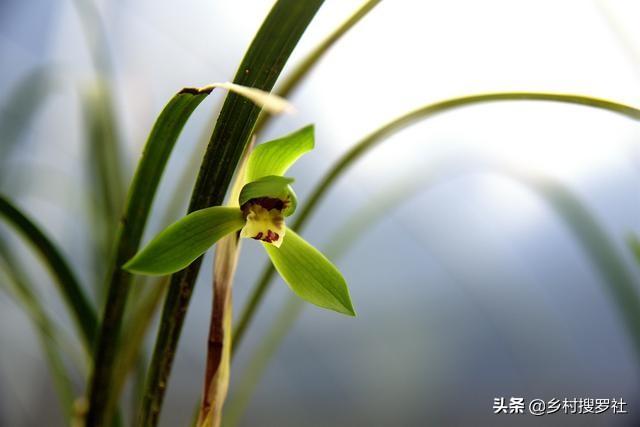 兰花几天浇一次水，新手养的兰花多久浇一次水（比磷酸二氢钾效果更好）