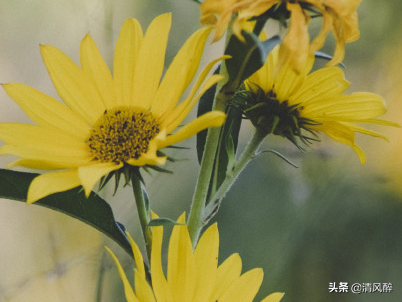 亲爱的晚安的句子，给亲爱的晚安心语（给心爱的人晚安留言）