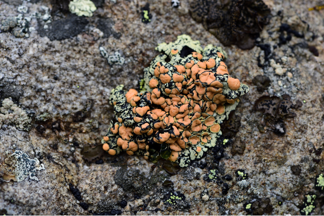 石蕊是什么，石蕊是什么意思（你有秋裤羽绒服）