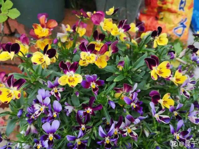 各种花的开放时间，各种花的开放时间是什么（2021赏花日历）