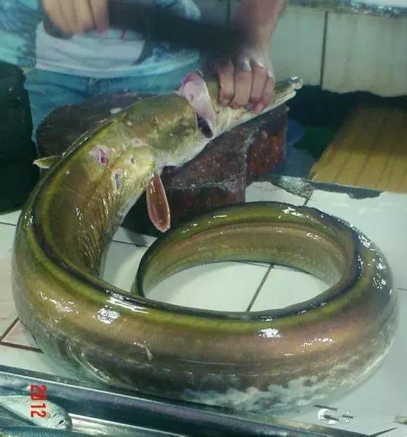 请问清炸小扒皮鱼的做法，炸小剥皮鱼的做法大全（今后再也不怕不认识海鲜了）