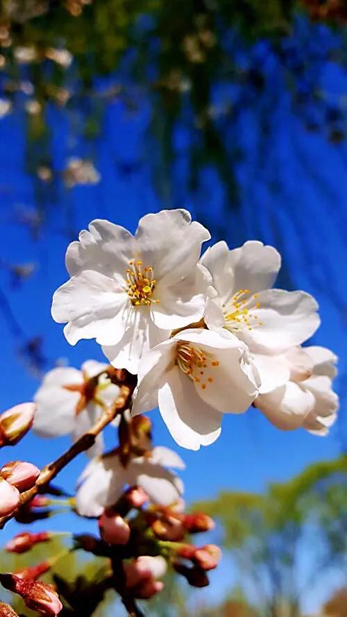 樱花是什么颜色，樱花有哪些品种和颜色（早樱、晚樱、垂枝樱、云南樱简介）