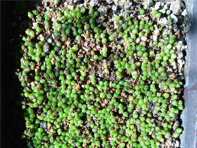 君子兰不开花怎么办才能开花，用“啤酒水”擦叶子