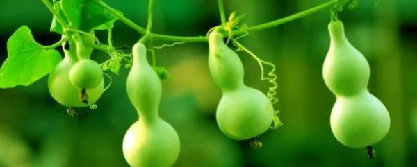 葫芦种植方法，吊葫芦的种植方法（葫芦怎么种植）