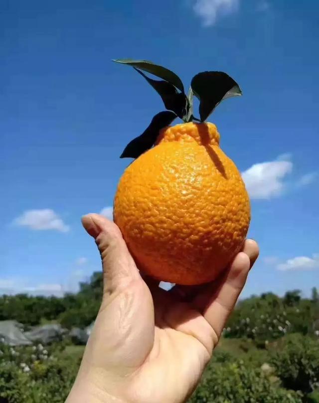 雪橙和血橙的区别，橙子和脐橙的区别（柑橘销售收尾：新品种走红市场）