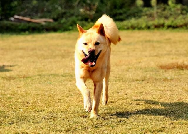 狗狗能喝纯牛奶吗，金毛可以喝纯牛奶吗（养狗一定要牢记“七不要”）