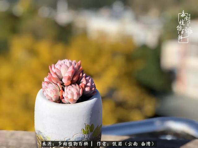 很丧很失望——低眉.，皱着眉头哭丧（陪你度过寒冷的圣诞平安夜图片）