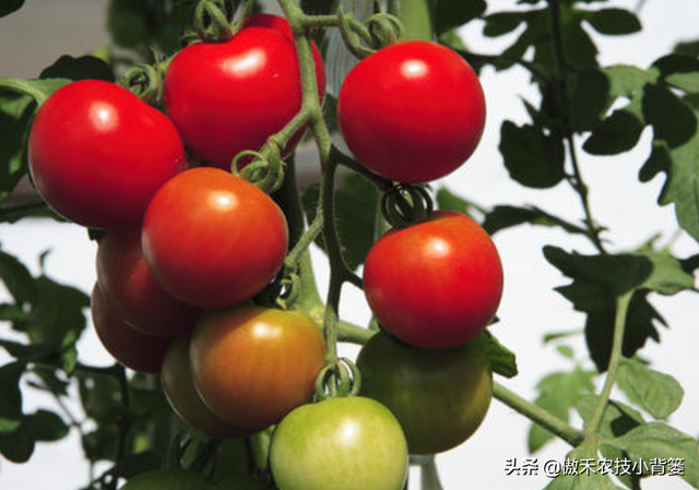西红柿长在哪里（手把手教你种植高产优质的西红柿）