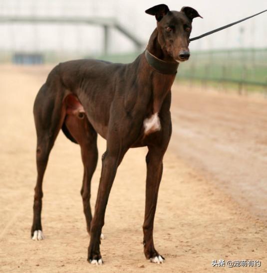 灵提犬（灵缇犬图片，是全世界公认奔跑速度最快的猎犬（灵缇犬的图片）