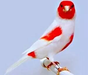 玉鸟吃什么饲料好，玉鸟吃什么饲料好（白玉鸟的饲养方法）