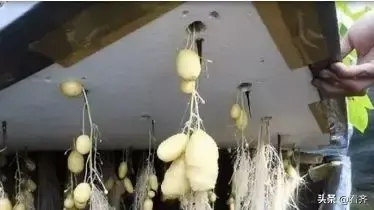 土豆发芽了把芽去掉还能吃吗，土豆把芽去掉能吃吗（土豆“发芽”不要扔）