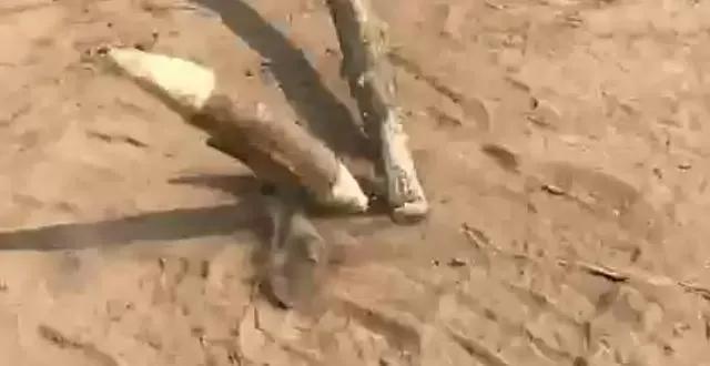 打豆豆是什么意思呀，打豆豆是什么意思（你知道陕西方言“打尜尜”说的是什么吗）