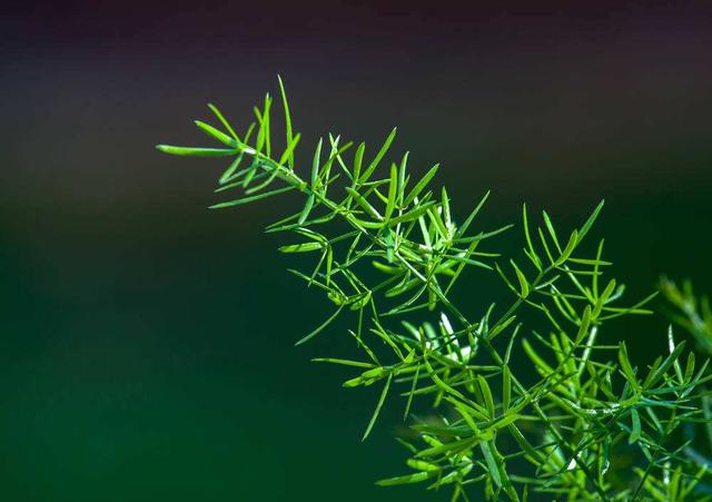 芦荟开花，总以为芦荟不会开花（芦荟开花图片 什么预兆）