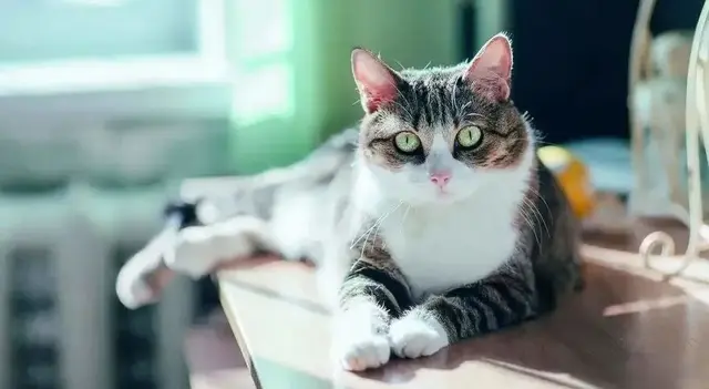 猫为什么不吃东西，猫为什么老是不吃东西是什么原因（猫咪厌食的几个原因你要了解一下）