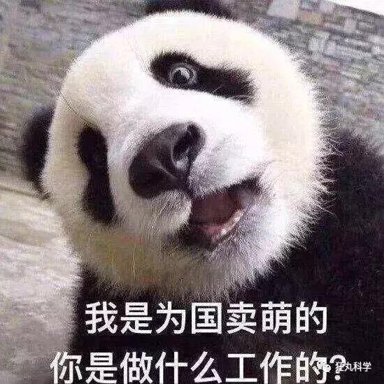 小浣熊干脆面广告，浣熊为什么叫干脆面（甚至还有人对着小熊猫喊干脆面……你分得清这些萌物吗）