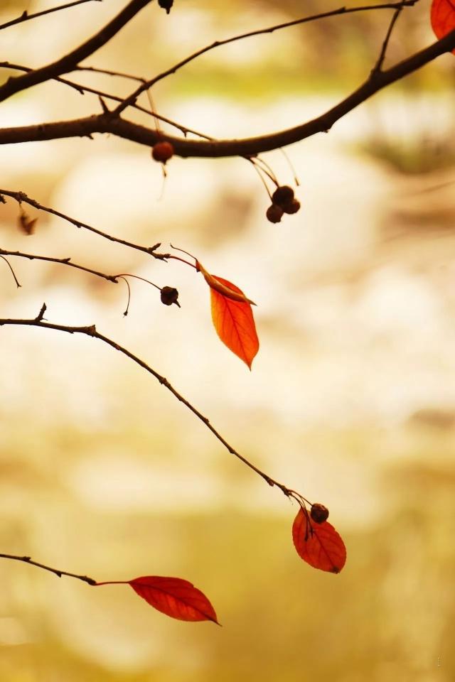 秋叶之静美的句子，秋叶静美的意境（散文：秋叶之静美）