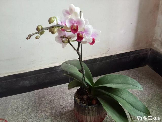 蝴蝶兰的养殖方法和注意事项，蝴蝶兰的养殖方法及注意事项大全（蝴蝶兰想养好很容易）
